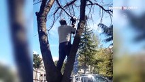 Kargaların saldırdığı kedinin ağaçta mahsur kalması cep telefonu kamerasında