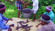 SNAKEHEAD MURREL FISH ||Viral Meen|| River Fish Fry Cooking  In Village _ Village Fish Fry Recipe