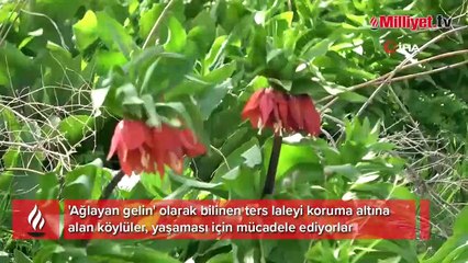 Yılın sadece 20 günü yaşıyor! Köylüler başında nöbet tutuyor