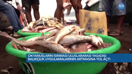 “İklim Krizi Yasadışı Balıkçılığın Artmasına Yol Açtı”