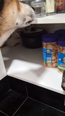 Blind Dog Hides in Cupboard During Thunderstorm