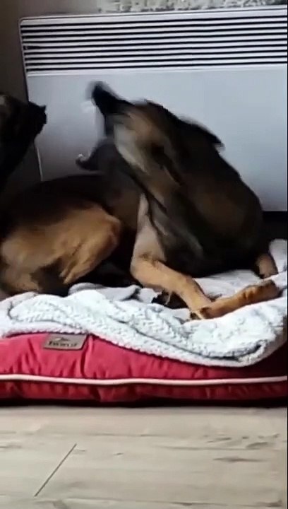 Persistent Pup Steals Buddy's Bone