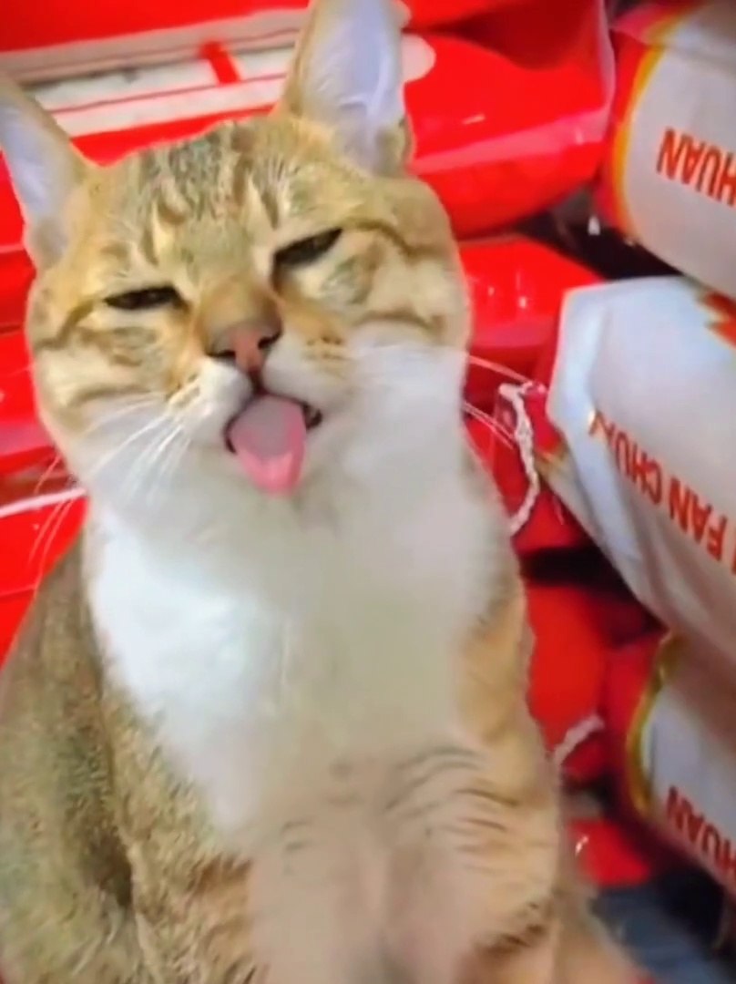 ⁣Cats comedy compilation funny moment  #cat #funny #viral
