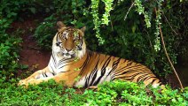 India Wildlife In 4K - Amazing Scenes Of India's Animals  Scenic Relaxation Film-480p