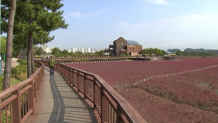 인천 소래습지생태공원, 제1호 국가도시공원 추진 본격화 / YTN