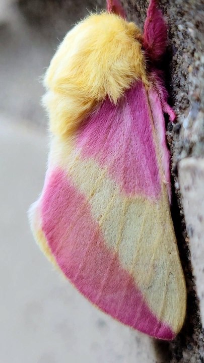 Up-Close Look at a Rosy Maple Moth