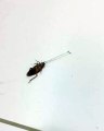 Dos hormigas arrastran una cucaracha por sus antenas