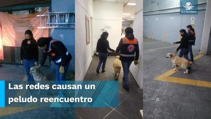 Reclaman a "Miel" la perrita rescatada en vías del Metro