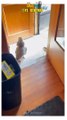 funniest cats videos