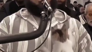 Cat playing with imam during reciting Quran/Taraweeh Imam and a cat