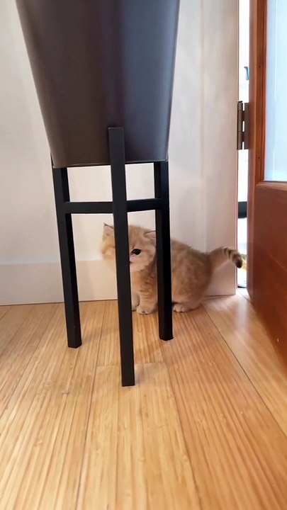 Cute cat