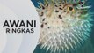 AWANI Ringkas: Ikan buntal beracun | Kertas siasatan dibuka