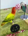 Bird | Amazing bird | Playing Bird |  Bird is doing amazing work |Bird is playing games | Bird can do anything