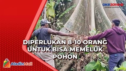 Download Video: Pohon Raksasa Tumbuh di Kebun Warga, Diperlukan 8-10 Orang untuk Bisa Memeluk Pohon