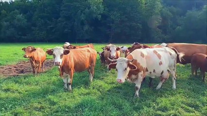 Buffalo Videos with Buffalo Sounds | Amazing Buffaloes | Buffalo and Cow Videos