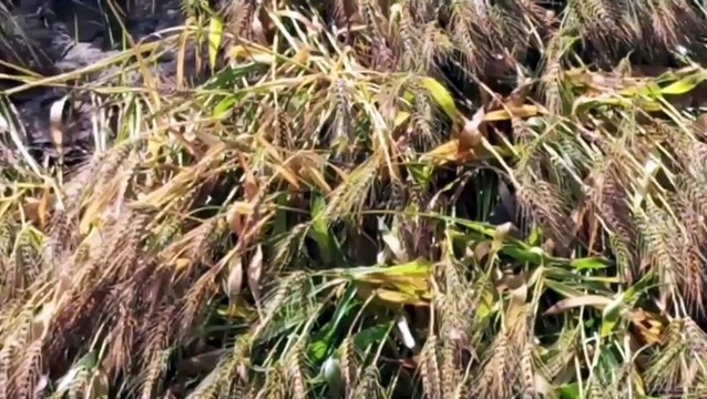 Kanak's indifference .... Heaps of wheat in the mandis, officers are backing away from government procurement