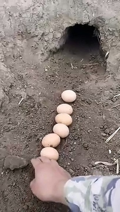 RABBIT OMG Animals SOO Cute AWW Cute baby animals CUTEST moment of the Animal Planet