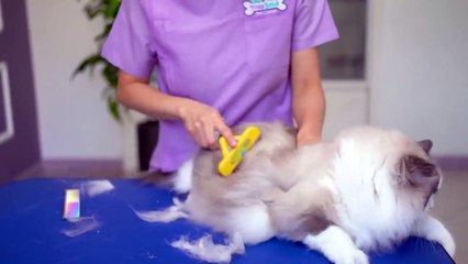 Have you ever seen a cat with such pretty blue eyes_✂️❤️