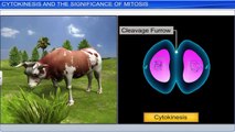 4. Cytokinesis and significance of mitosis