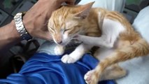 How Cats React When Seeing Stranger 1st Time - Running or Being Friendly 10_ _ Viral Cat