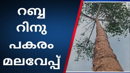 റബ്ബറിൽ പ്രതീക്ഷ കെട്ടു; മലവേപ്പിൽ പരീക്ഷണവുമായി കർഷകർ