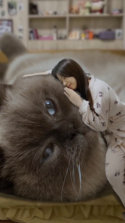 Largest Cat  in whole World #pets#cats#Animals#viral#trending