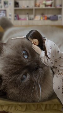 Largest Cat in whole World #pets#cats#Animals#viral#trending