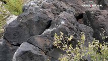 Ağrı Dağı'nda kayıt altına alındı: İşte kaya sıvacı kuşunun eşsiz güzelliği