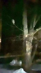 Owl Tries to Grab Parrot Through Window