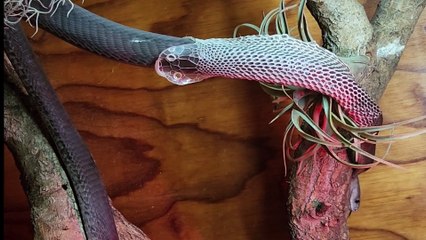 Snake Slowly Sheds Its Skin