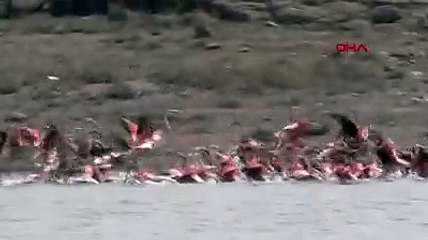 Belgeselleri aratmadı! Tuz Gölü'ne gelen flamingolar hayran bıraktı