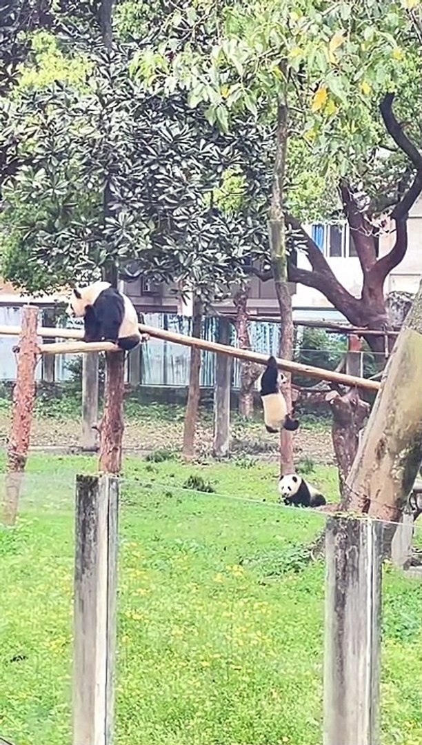 ⁣Pandas Playing In The Zoo | Animals Funny Moments | Cute Pets | Funny Animals #animals #pets #pandas