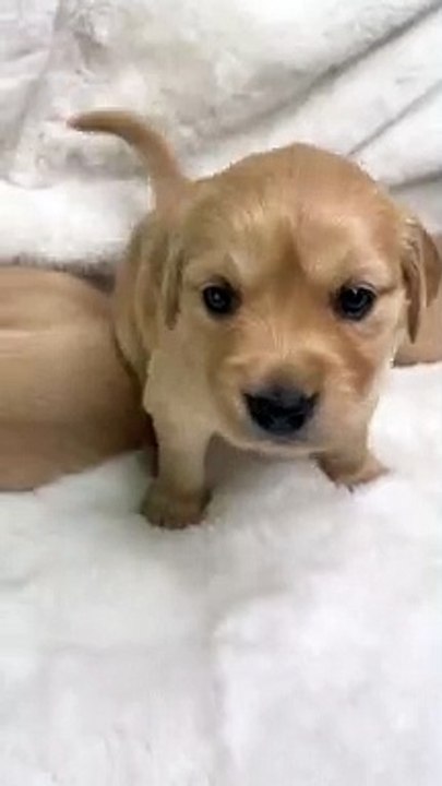 Pinks 3 week old puppy bark #puppy #goldenretriever #nz #cute #puppies