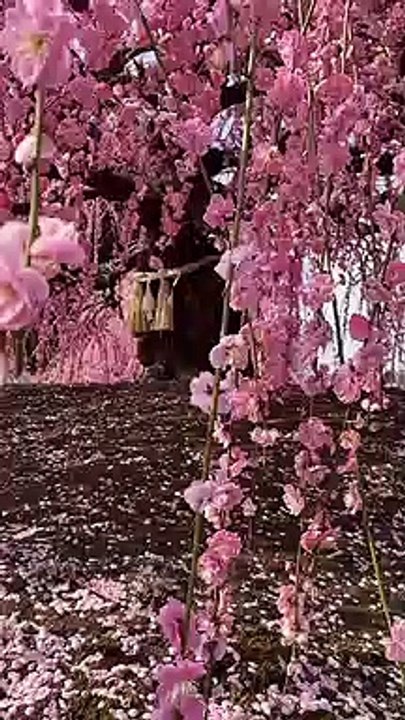 Enjoy the spring weather