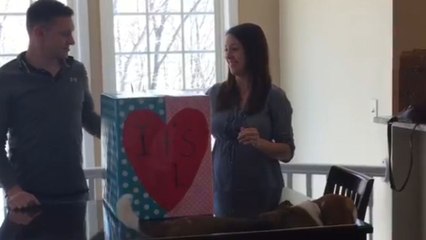 Скачать видео: 'It's a boy!' - Cute gender reveal leaves the dad-to-be buzzing with excitement