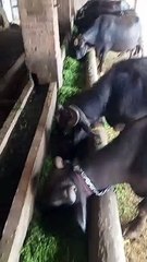 cows eating