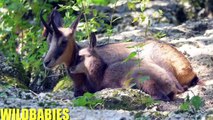 Wild Babies 4K - Beautiful and Amazing World Of Young Animals ( Baby Animals)