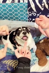 OMG So Cute ♥ Funniest Cats and Dogs Videos 2023