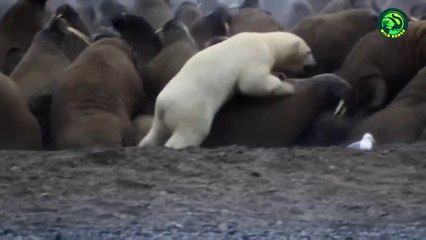 22 Most Savage Bear Attacks Caught on Camera