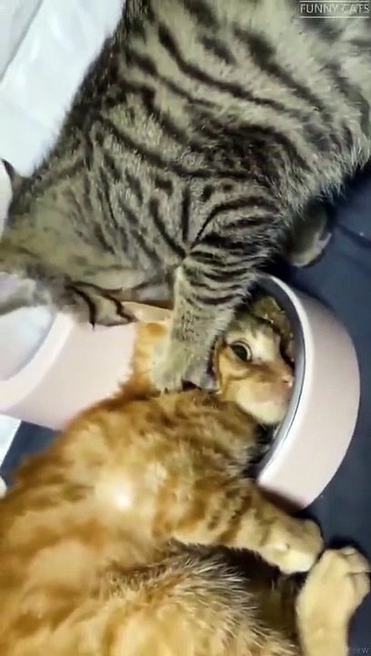 Compilation de chats drole