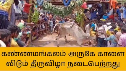 தி மலை:போளூர் அருகே காளை விடும் திருவிழா நடைபெற்றது!
