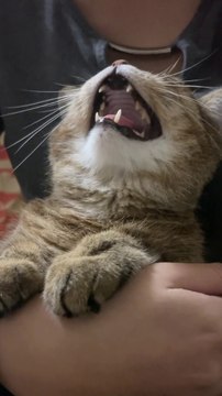 Funniest Animals 2023 Funny Cats and Dogs | Funny Animal Videos pets lover-Animal lover # 01