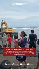 BANGKAI IKAN PAUS DI EVAKUASI  Untuk menghindari pencemaran lingkungan akibat pembusukan, Minggu (9/4) siang ini