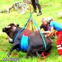 Cow carrying by helicopter गाय को उडा़ ले गया