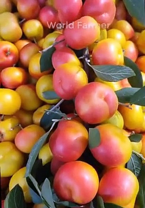 Fruits stock