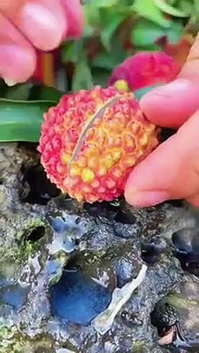 lichi style cut