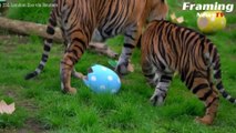 Tingkah Lucu Hewan saat Diberikan Telur Paskah di Kebun Binatang London