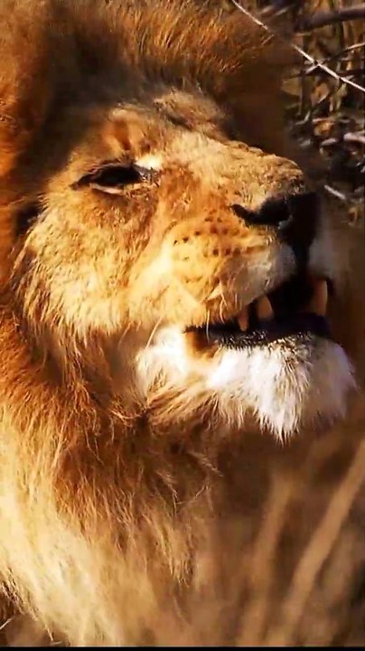 Lion attitude status