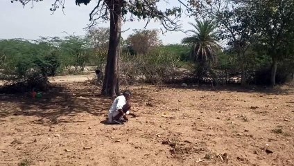 Forests of the tribal area smelled with the fragrance of Mahua flowers