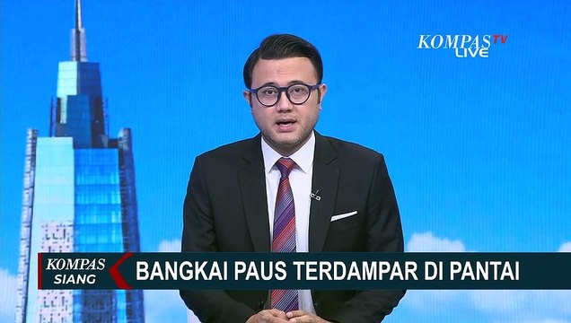 Pembedahan Bangkai Paus yang Terdampar di Pantai Jembrana Dilakukan Hari Ini!